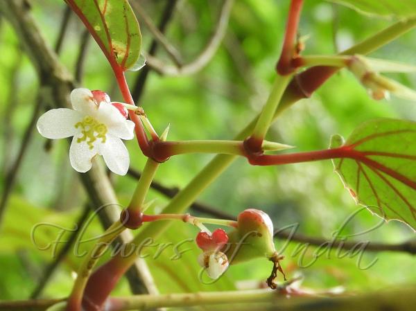 Giant Begonia